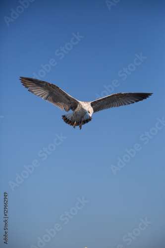 Young Seagull Flying In The Clear Blue Sky With Wings Wide Open Looking Down To The Sea