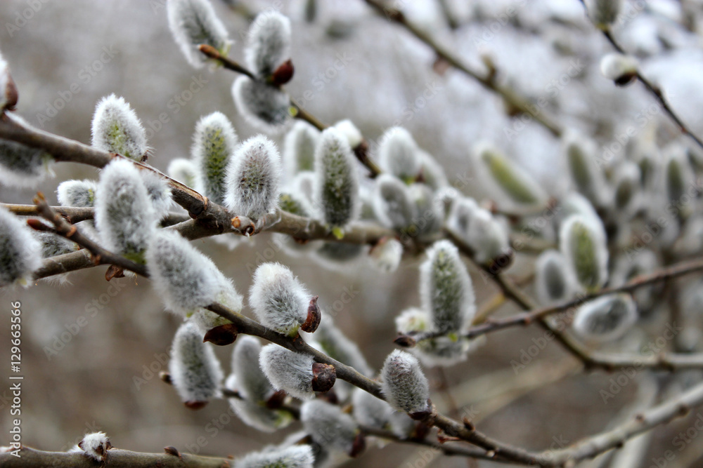 Willow seals after the rain with water drops Willow seals after the rain with water drops