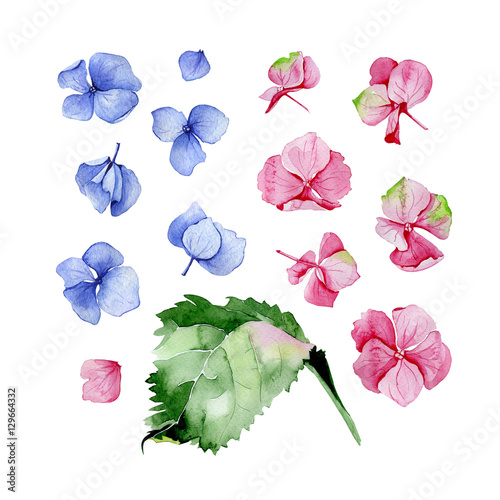 Blue and pink watercolor hydrangea floral design set. Used for wedding, greeting card template, fabric print composition, st.Valentine's day card, Mothers day card decoration. Botanical illustration.
