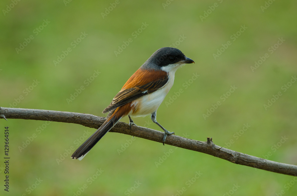 Fototapeta premium Burmese Shrike perching on a branch
