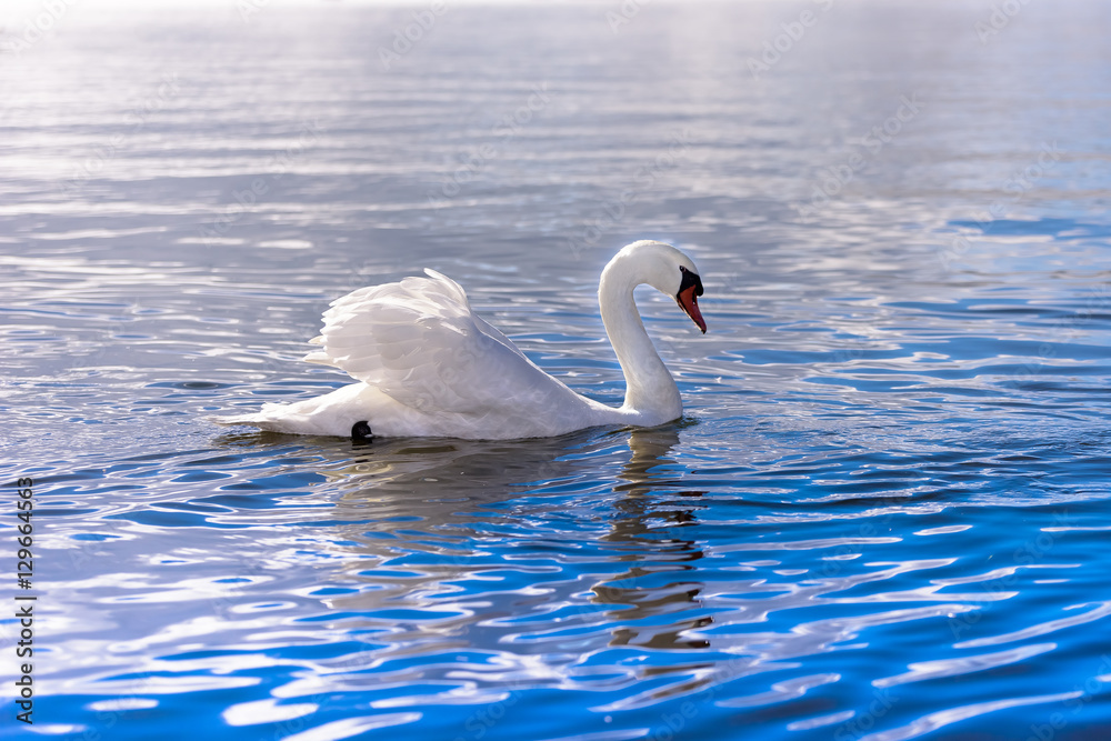 Obraz premium 青い湖に浮かぶ美しい白鳥