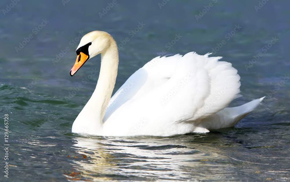 Naklejka premium White swan in the water.