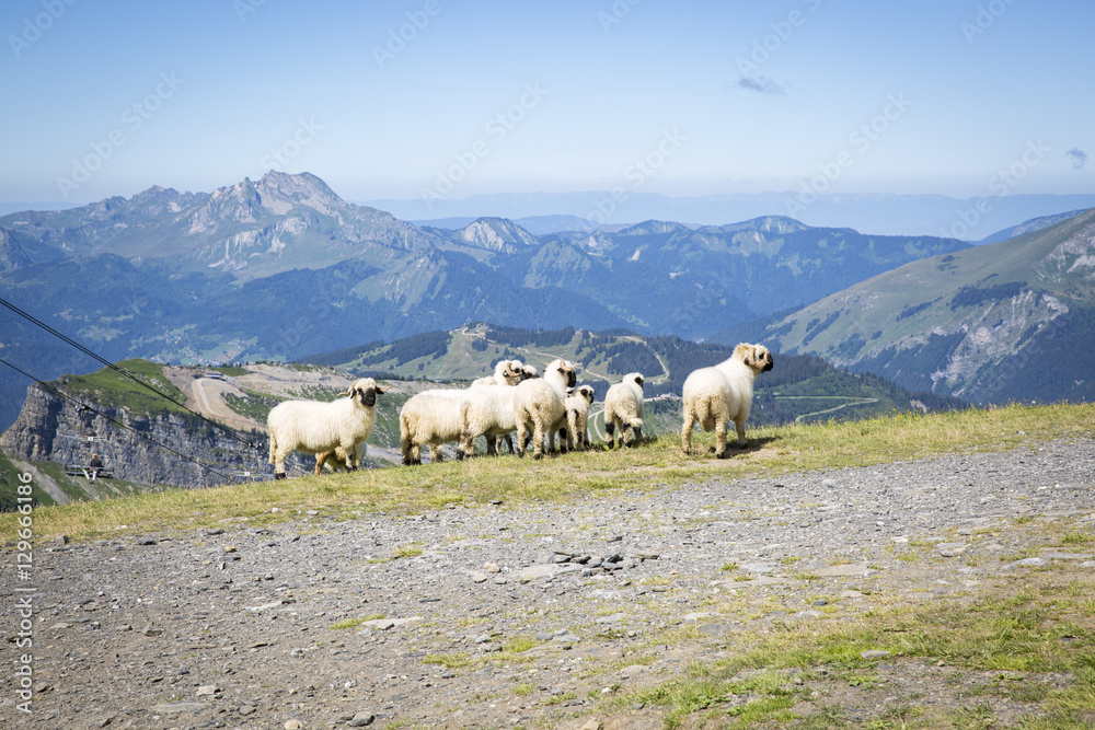 Green summer alpine landscape with cattle of sheeps, view over Swiss Alps mountain massif, Canton du Valais, Switzerland