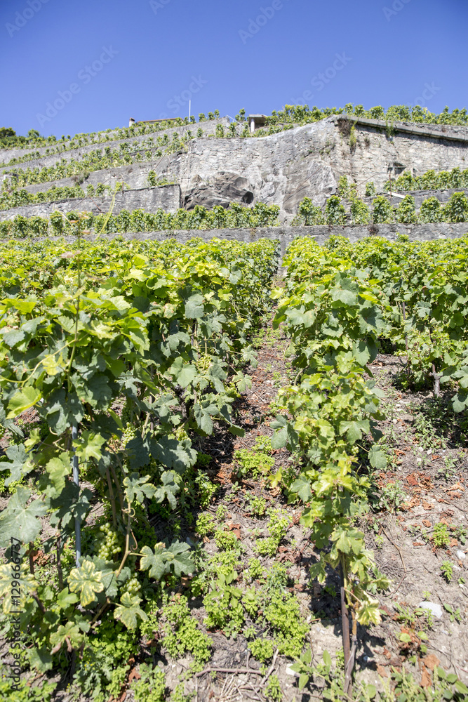 Unesco Lavaux vineyards on Lake Geneva, Switzerland