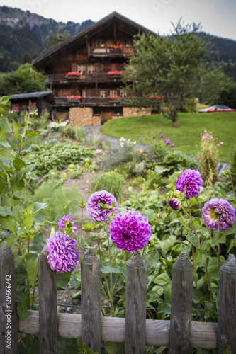 Garden with pink flower in front of a swiss wooden traditionnal chalet photo