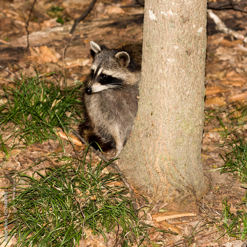 Racoon and Tree