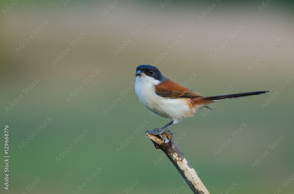 Burmese Shrike perching on a branch Burmese Shrike perching on a branch