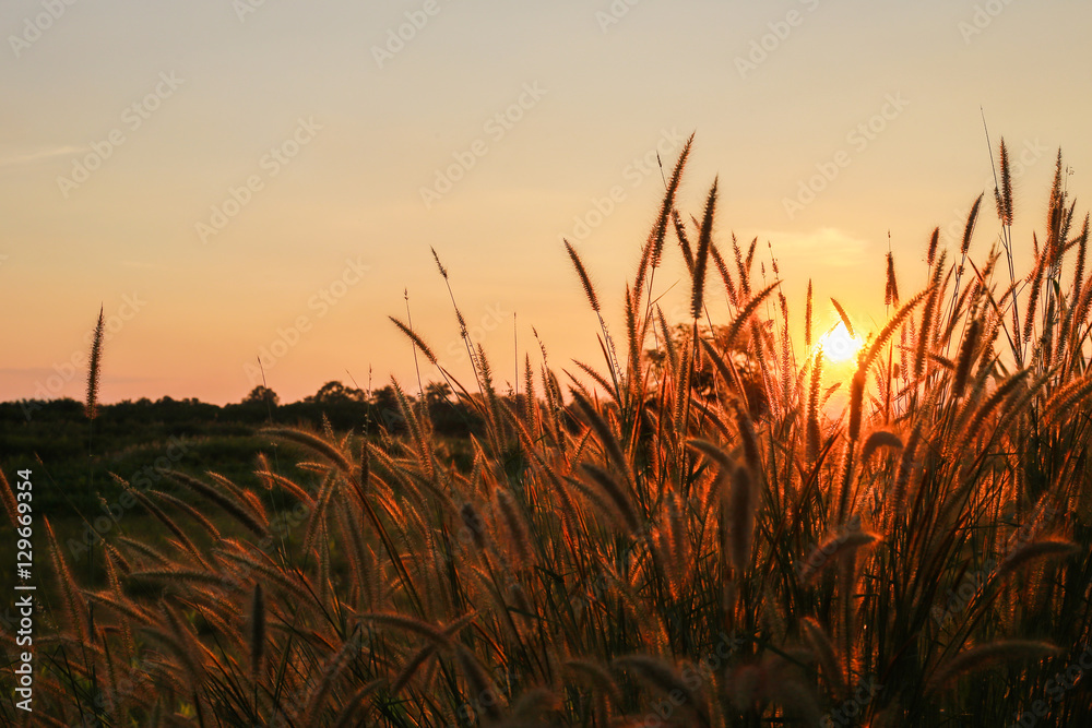 Fototapeta premium Fantastic sunset with grass flowers , silhouette of blow dried flowers and plants on a background sunset. Shallow depth of field ,back lit. Meadow feather soft light tone, Abstract meadow background
