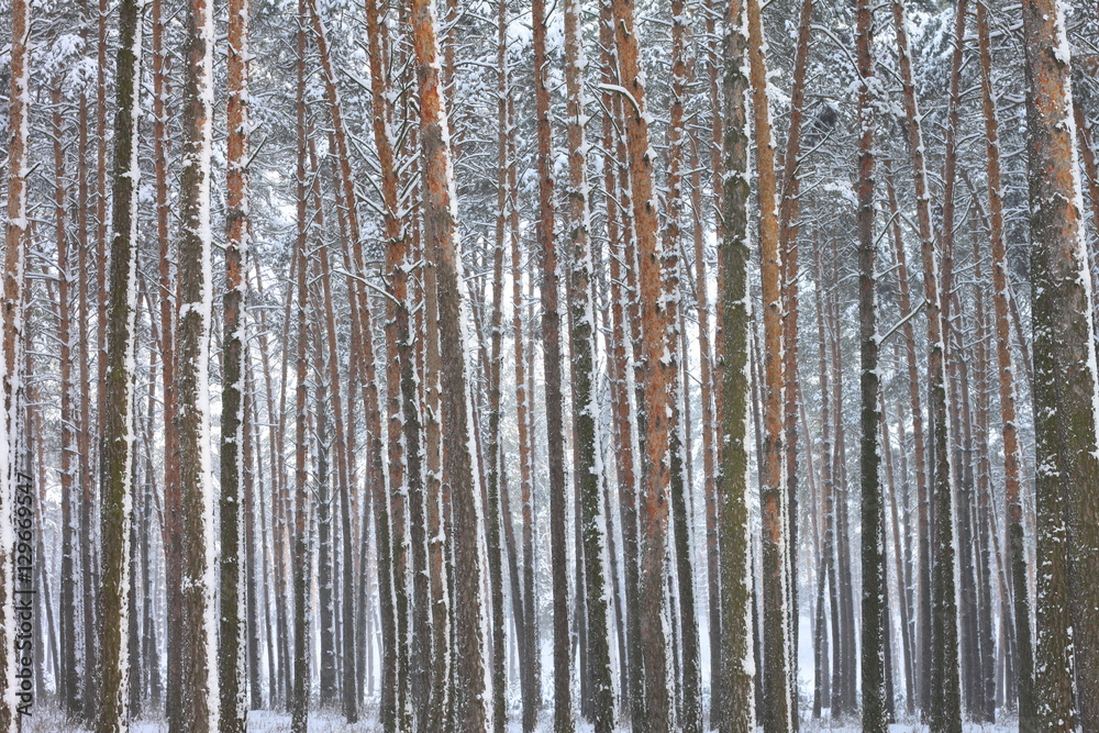 Fototapeta premium Snow covered pine trees in winter forest. Winter forest with trees. Outdoor woods nature landscape at cold day. Cold day in snowy winter forest.