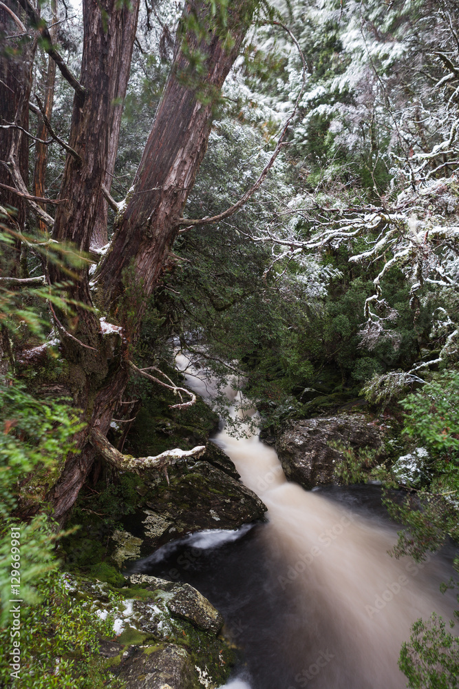 Forest stream alongside the Enchanted Walk in Cradle Mountain NP Forest stream alongside the Enchanted Walk in Cradle Mountain NP