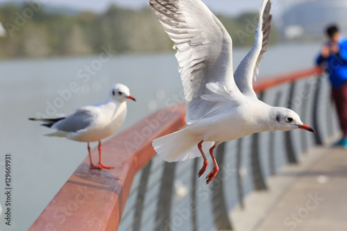 A sea bird standing on the railing