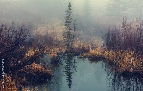 Fog on the lake