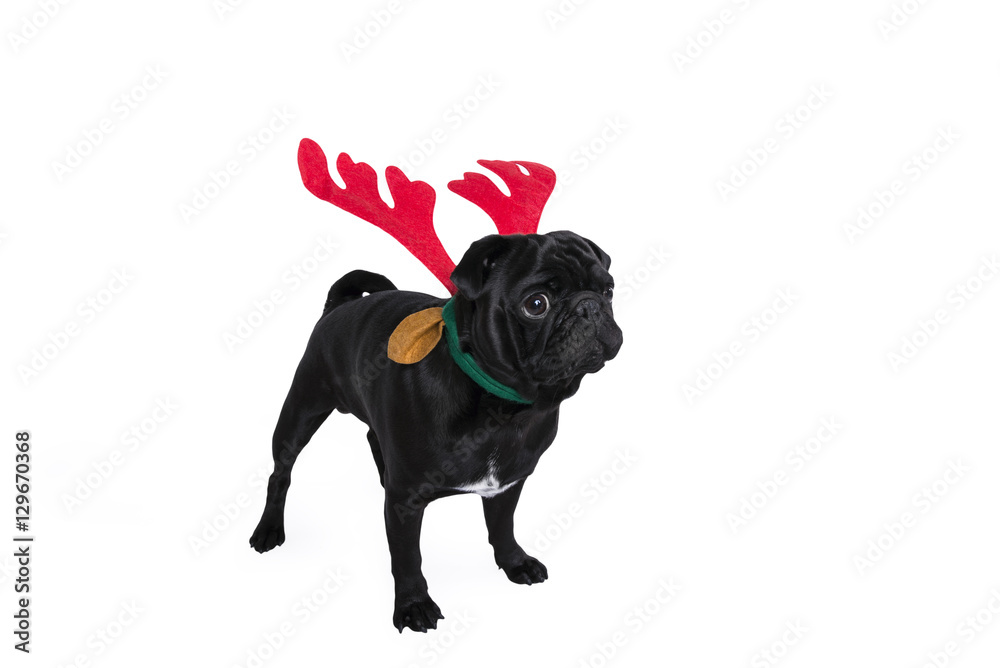 Funny reindeer pug dog with antlers isolated on white background