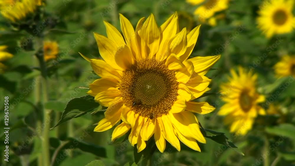 Leichte Bewegung der Sonnenblumen im Wind - sehr begehrt bei den Honigbienen Leichte Bewegung der Sonnenblumen im Wind - sehr begehrt bei den Honigbienen