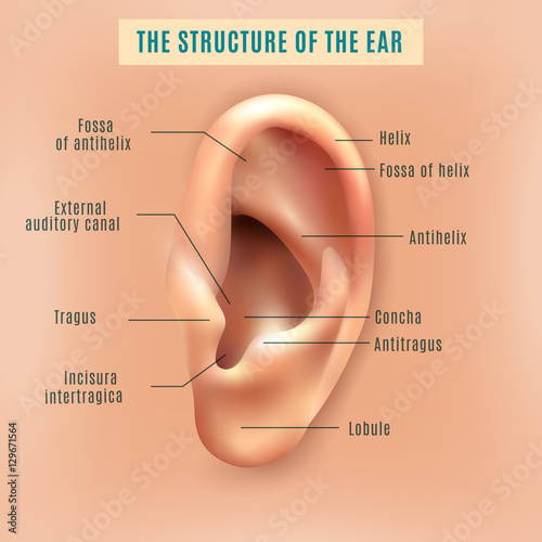Human Ear Structure Medical Background Poster 