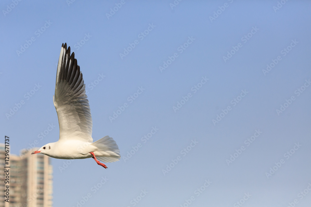 Obraz premium black-headed gulll flying in the sky