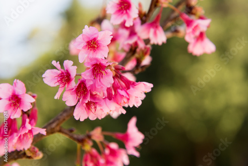 Soft focus Cherry Blossom or Sakura flower