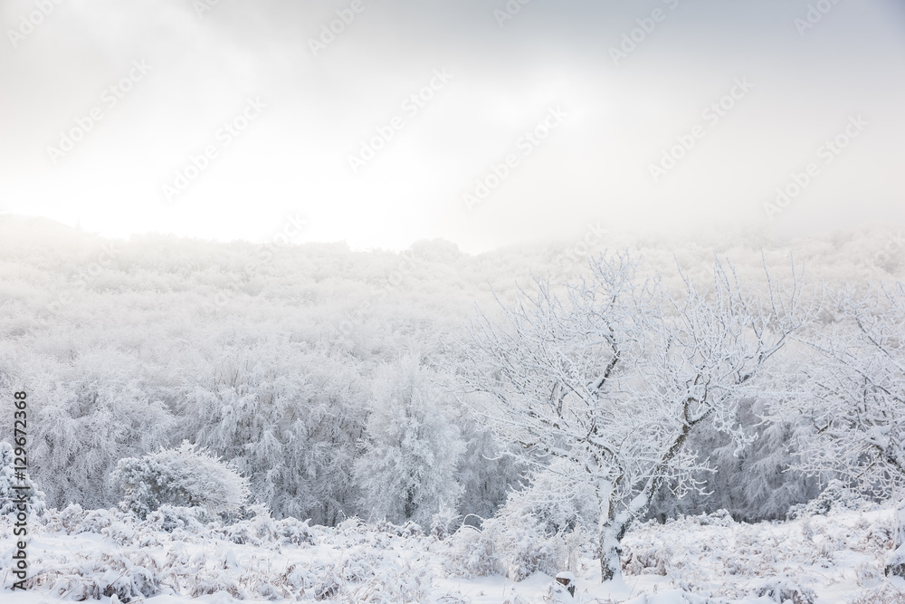Fototapeta premium Winter landscape with snow covered forest