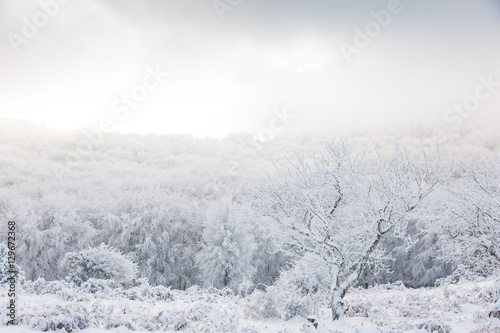 Winter landscape with snow covered forest