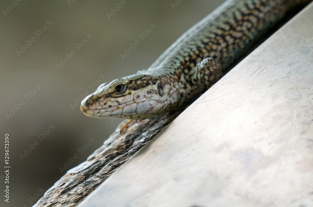 Obraz premium Lizard on the stone