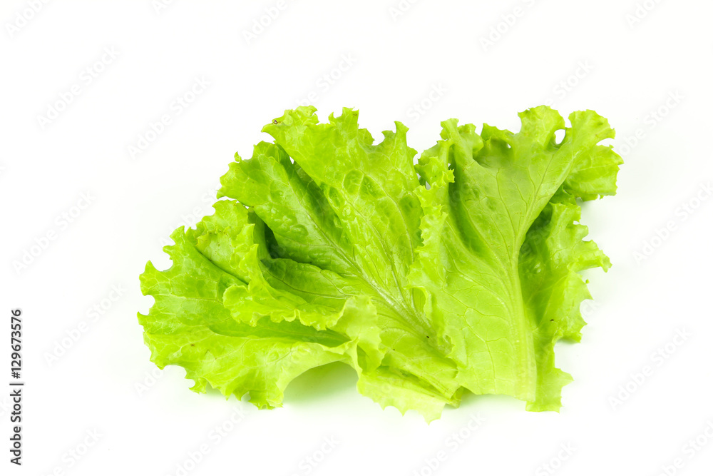 Salad leaf. Lettuce isolated on white background Salad leaf. Lettuce isolated on white background