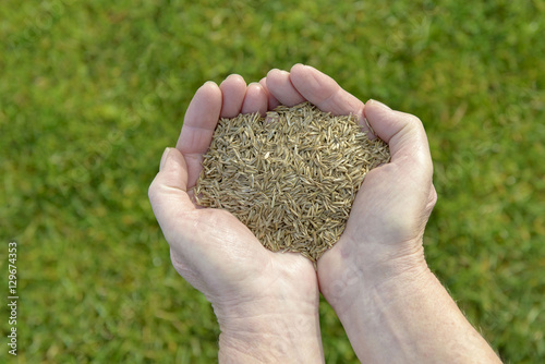 Grassamen in der Hand  © schulzie