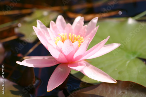 A beautiful pink water lily in a natural habitat