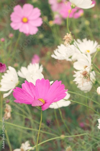 Cosmos flowers at beautiful in the garden.