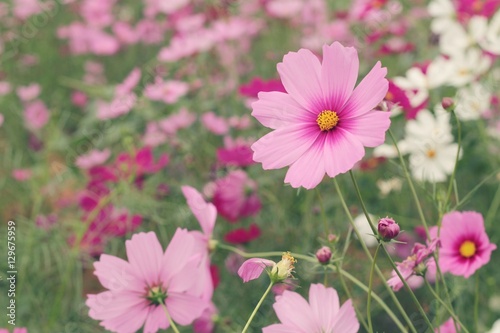 Cosmos flowers at beautiful in the garden.