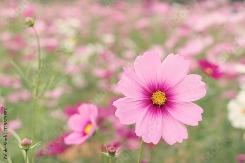 Cosmos flowers at beautiful in the garden.