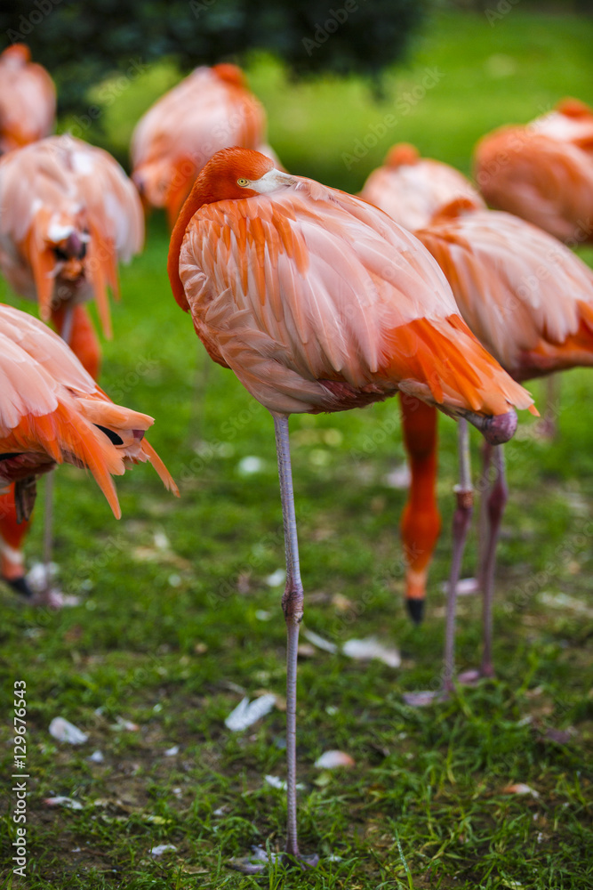 Portrait of a pink flamingo in a profile. Portrait of a pink flamingo in a profile.