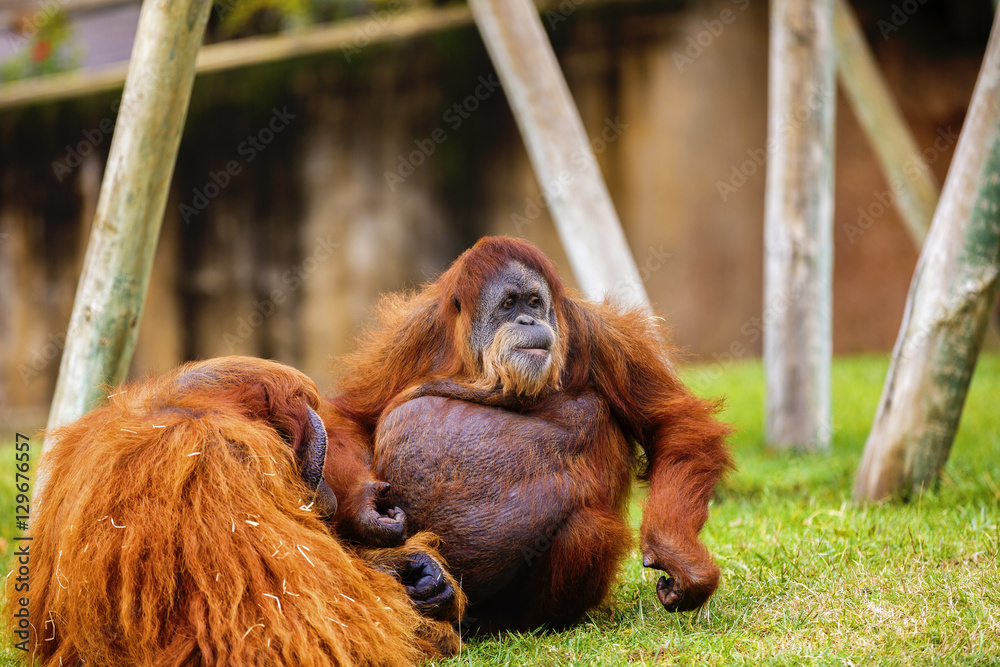 Naklejka premium Orangutan in zoo.