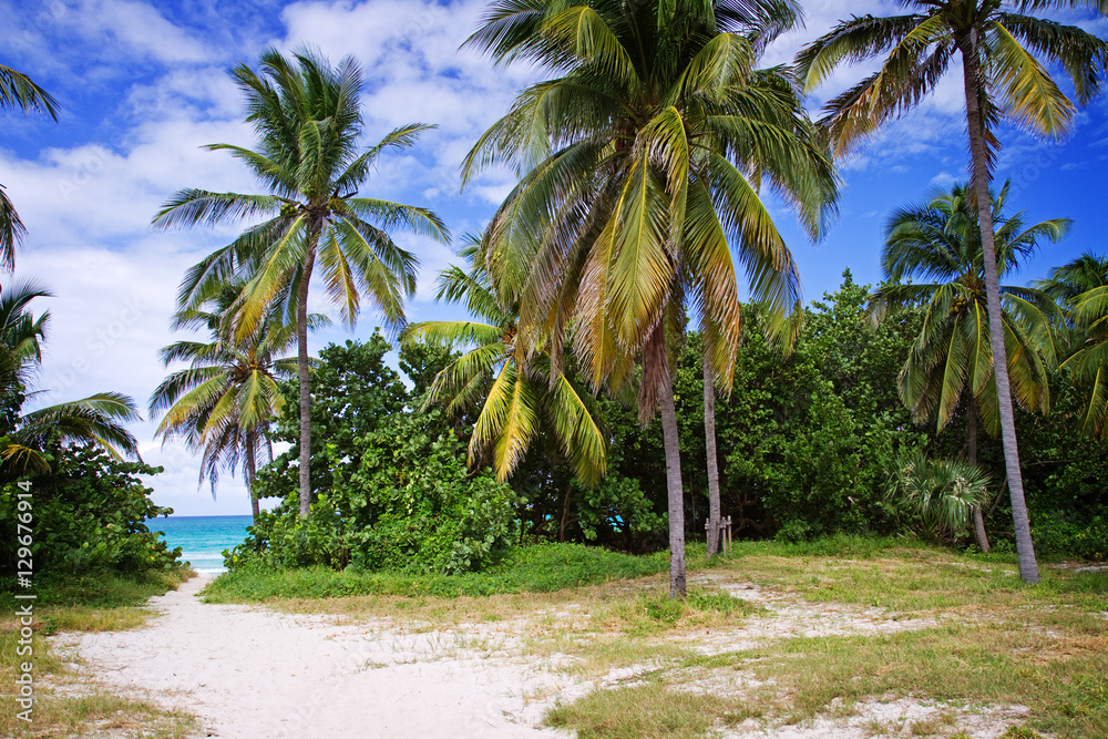 Fototapeta premium way to beach in varadero, cuba