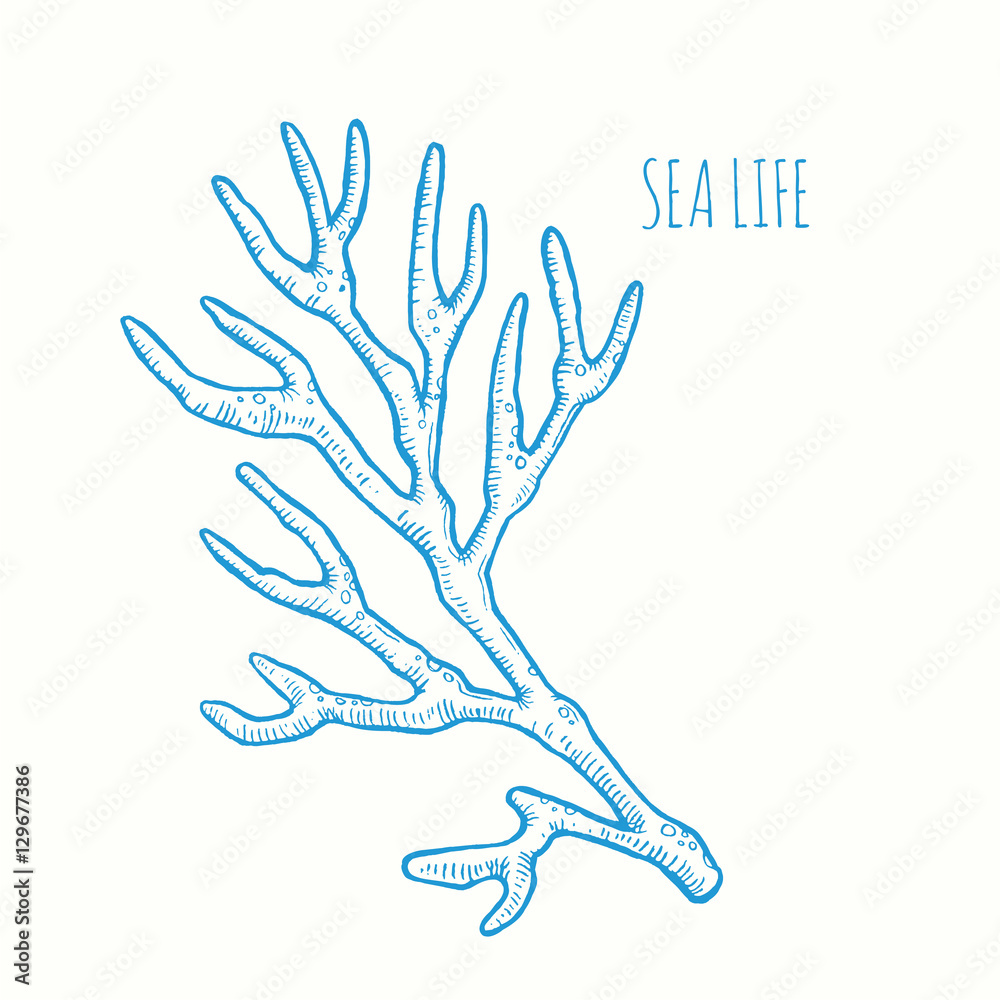 Sprig of coral. Vector hand drawn graphic illustration. Vintage marine sea life sketch Sprig of coral. Vector hand drawn graphic illustration. Vintage marine sea life sketch