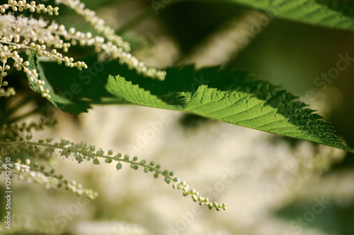 A beautiful close-up of white astilbe flowers