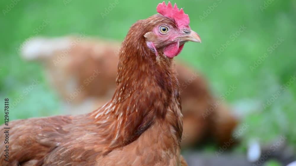 Portrait of a chicken on the nature Portrait of a chicken on the nature