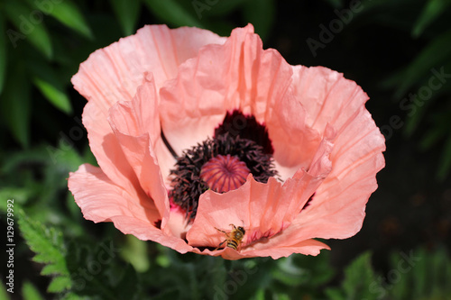 Fototapeta Naklejka Na Ścianę i Meble -  Pink Papaver orientale in spring garden.