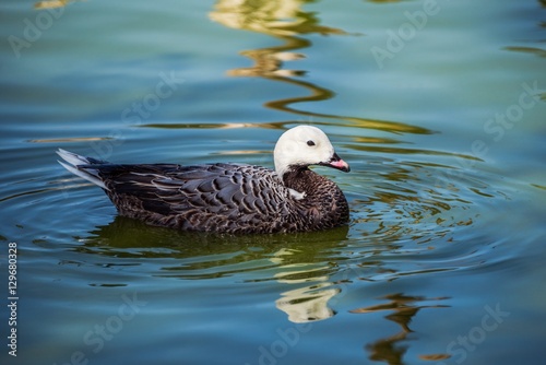 An emperor goose swimming in a zoo's pond photo