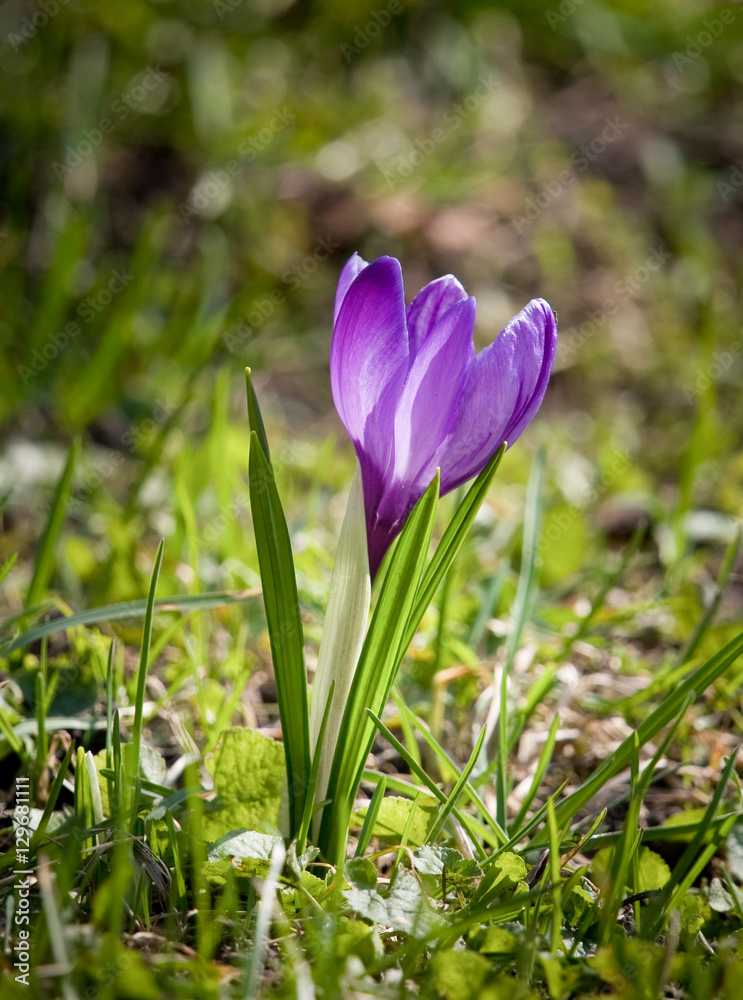Beautiful purple crocus flowers on a natural background in spring Beautiful purple crocus flowers on a natural background in spring