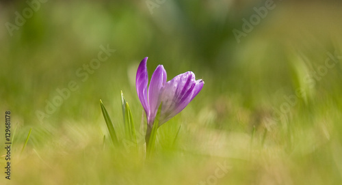 Beautiful purple crocus flowers on a natural background in spring