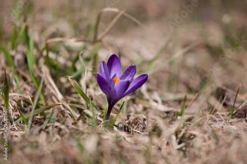 Beautiful purple crocus flowers on a natural background in spring