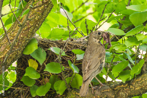 Певчий дрозд с птенцами в гнезде.