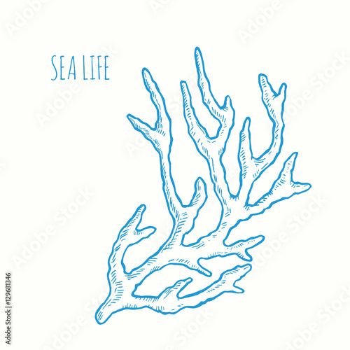 Sprig of coral. Vector hand drawn graphic illustration. Vintage marine sea life sketch