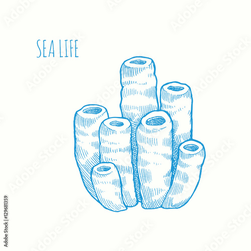 Sea sponge. Vector hand drawn graphic illustration. Vintage marine sea life sketch