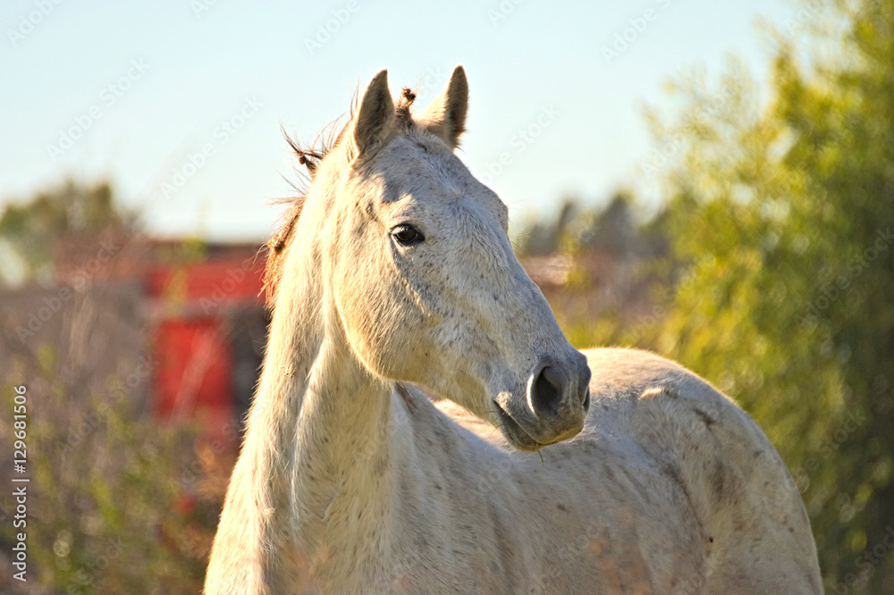 Obraz premium Beautiful white horse on a field in Argentina