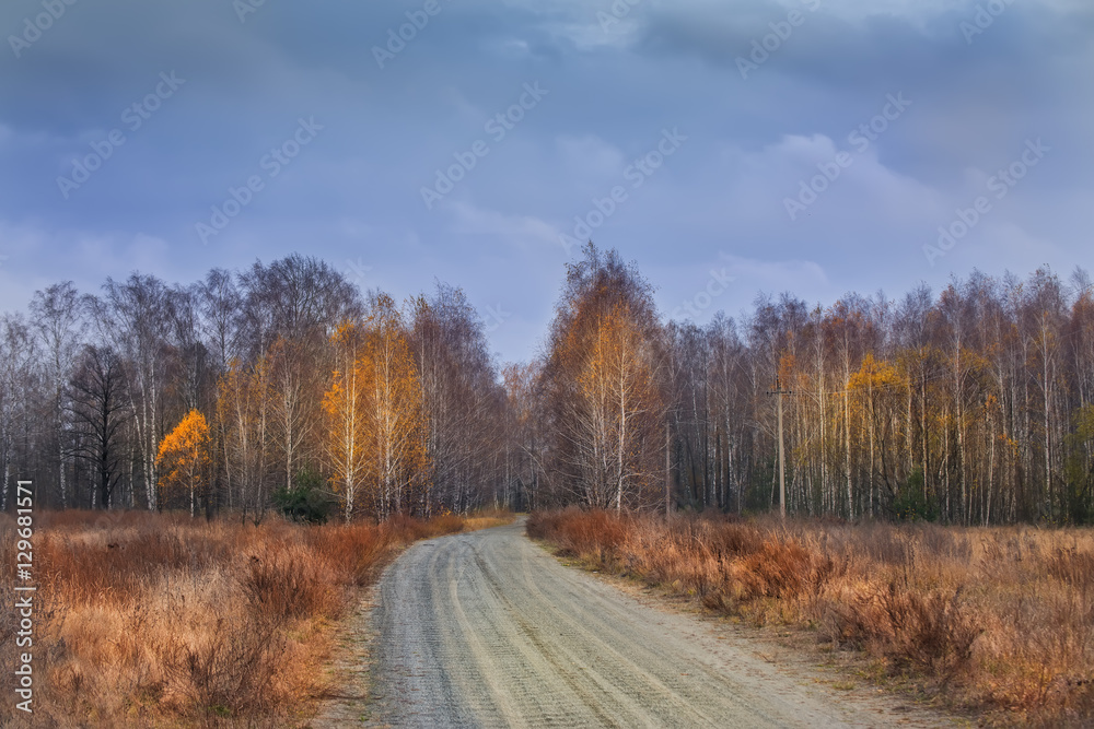 dirt path among birch autumn forest. bright yellow trees on both sides.  beautiful autumn day.
