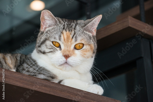 The American wirehair cat. © boyloso