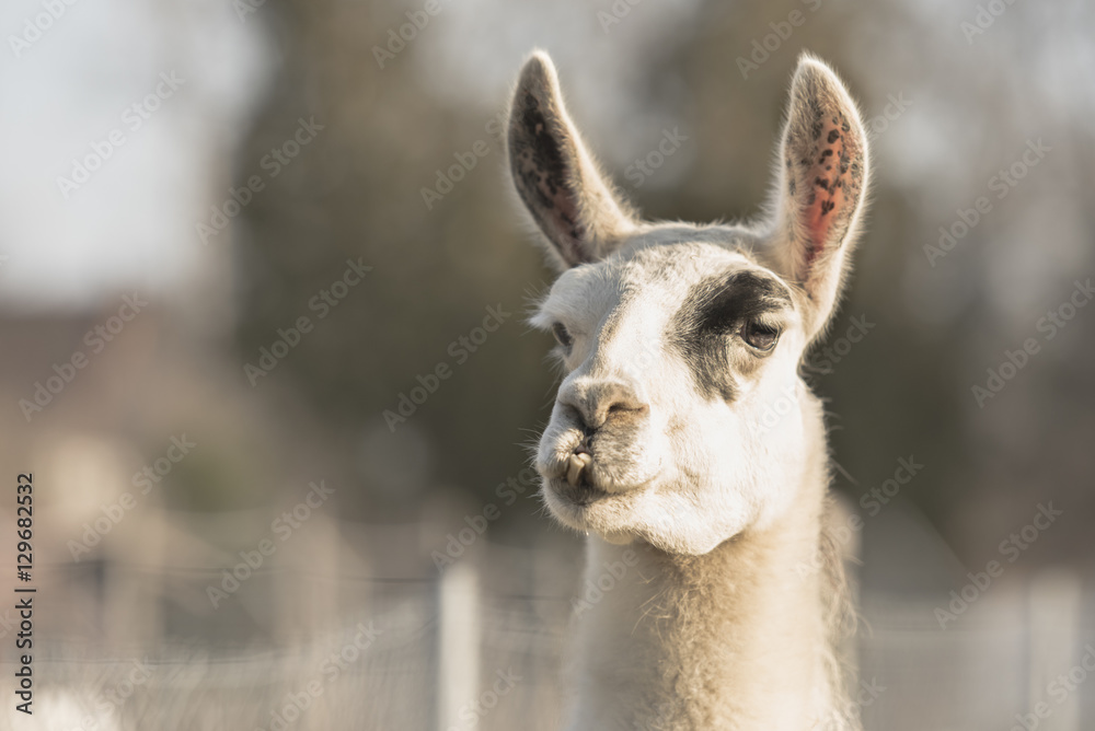 Obraz premium Lama - Lama glama