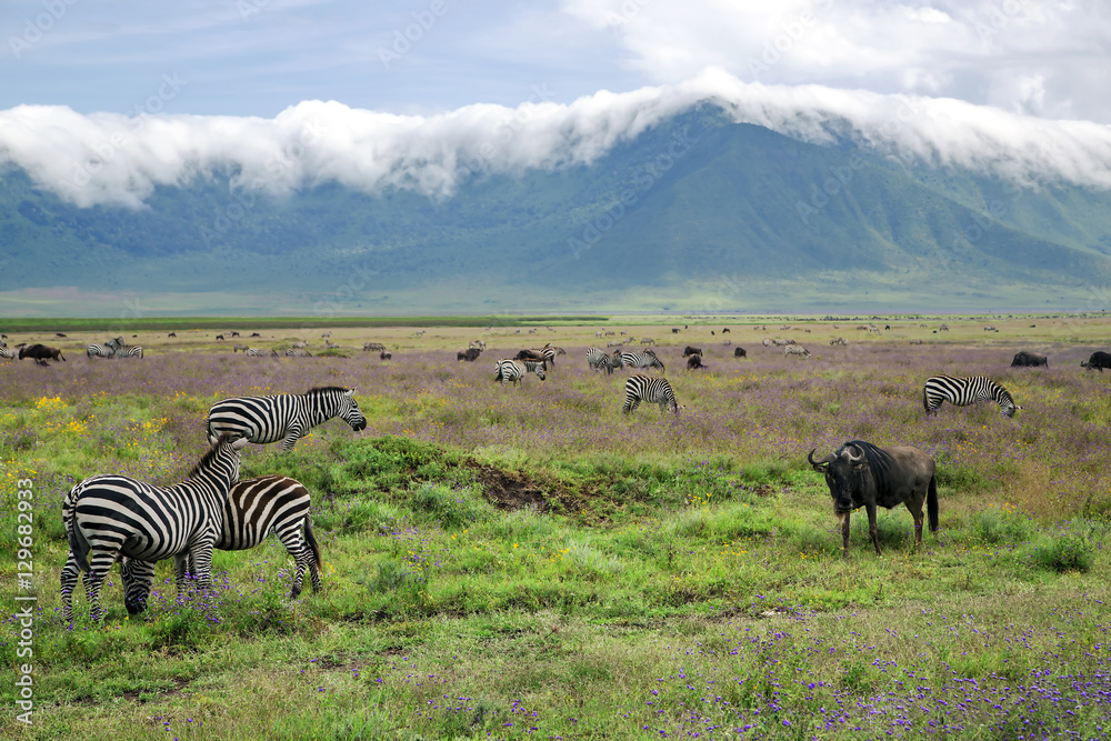 Φωτογραφία Herds of zebras and blue wildebeests graze on lush meadows on the background clouds crossing through the edge of crater in Ngorongoro Crater Conservation Area, Tanzania