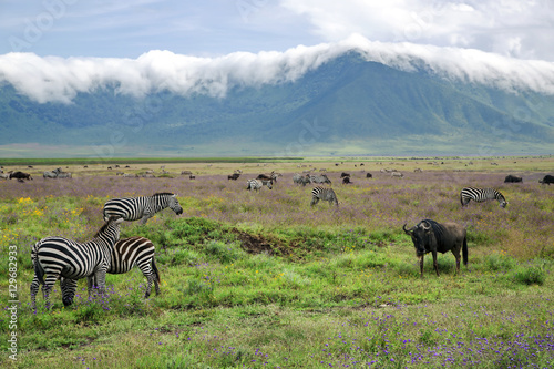 Herds of zebras and blue wildebeests graze on lush meadows on the background clouds crossing through the edge of crater in Ngorongoro Crater Conservation Area, Tanzania. East Africa